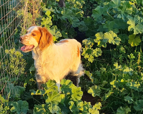 Vuoi adottare un cane a Napoli?