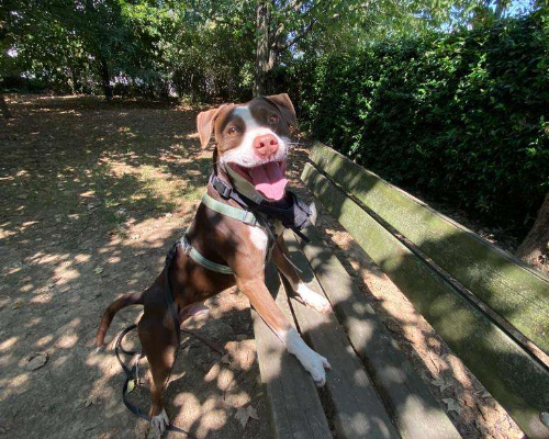 Adotta un cane, maschio, 7 anni  e 11 mesi , Milano