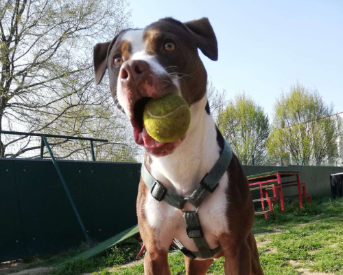 Vuoi adottare un cane a Milano?
