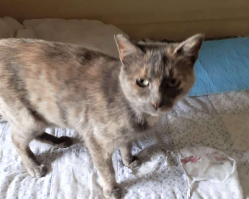 Adotta un gatto, femmina, 4 anni e 3 mesi, Bologna