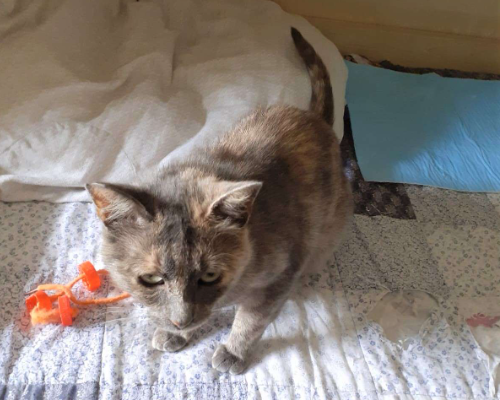 Adotta un gatto, taglia non valida, femmina, Bologna