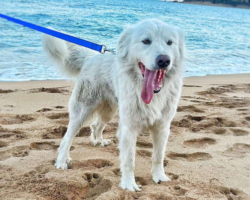 Adotta un cane, taglia grande, maschio, Crotone