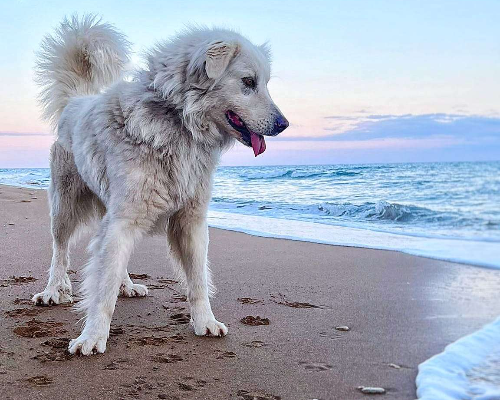 Adotta un cane, maschio, 4 anni e 7 mesi, Crotone