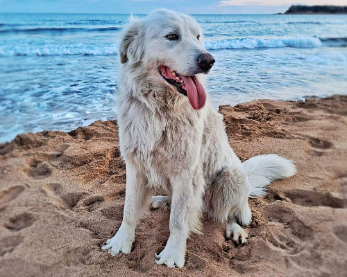 Vuoi adottare un cane a Crotone?