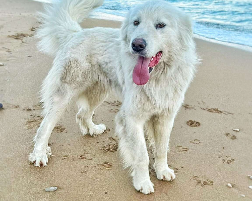 Adozione cane, maschio, meticcio, 4 anni e 7 mesi, taglia grande, Crotone