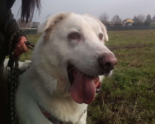 Adotta un cane, taglia gigante, femmina, Monza