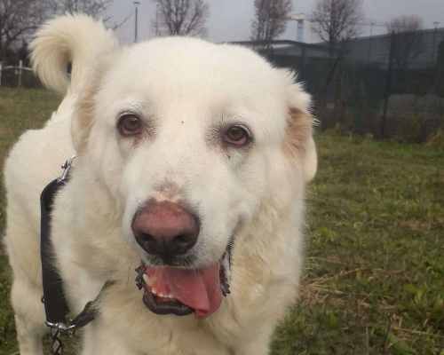 Adozione cane, femmina, Pastore maremmano, 3 anni  e 3 mesi , taglia gigante, Monza