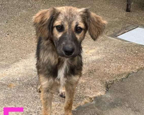 Adozione cane, femmina, meticcio, 3 anni e 3 mesi, taglia media, Firenze