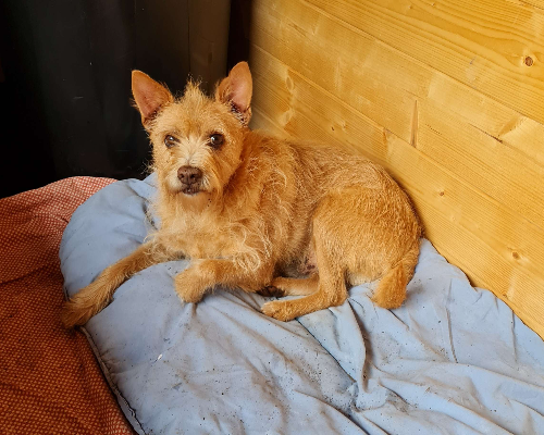 Adozione cane, maschio, Razza sconosciuta Razza sconosciuta, 13 anni e 11 mesi, taglia piccola, Napoli