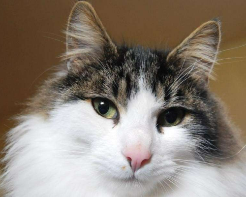 Foto dell'animale