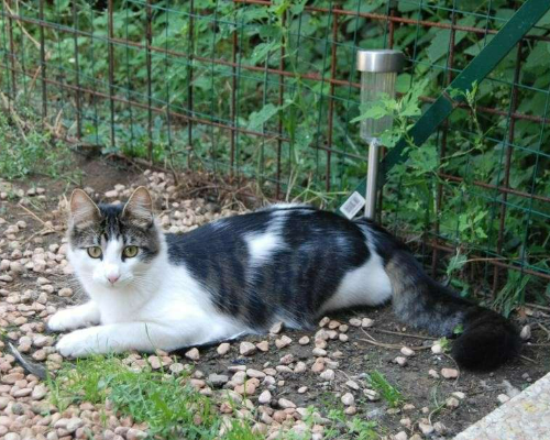 Adotta il gatto Bart a Roma