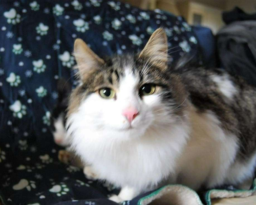 Vuoi adottare un gatto a Roma?