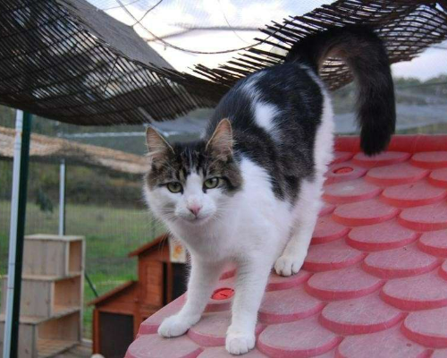 Adotta un gatto, maschio, 4 anni  e 3 mesi , Roma
