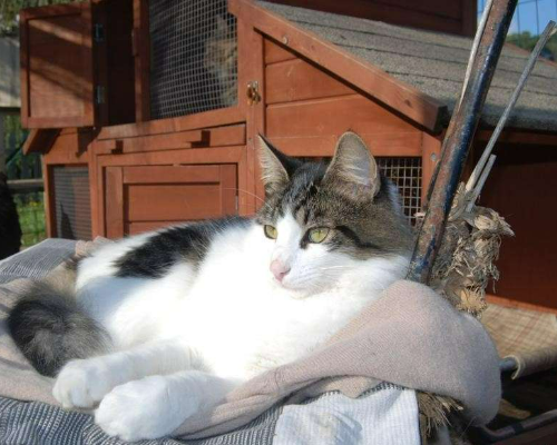 Adotta un gatto, taglia non valida, maschio, Roma