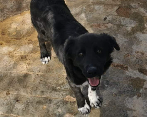 Adotta un cane, femmina, 3 anni , Foggia