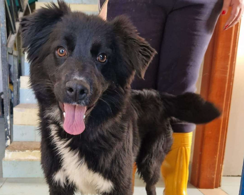 Adotta un cane, taglia media, femmina, Foggia
