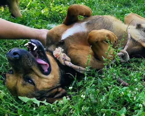 Adotta un cane, maschio, 7 anni  e 4 mesi , Viterbo