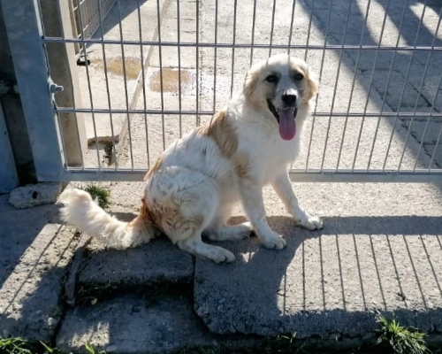 Adotta un cane, maschio, 3 anni  e 6 mesi , Roma