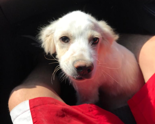 Adozione cane, maschio, meticcio, 4 anni e 1 mese, taglia media, Torino