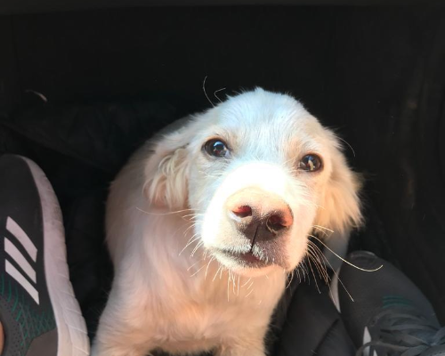 Adotta un cane, taglia media, maschio, Torino