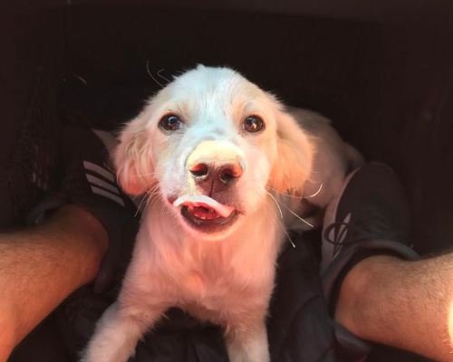 Adotta un cane, maschio, 4 anni e 1 mese, Torino