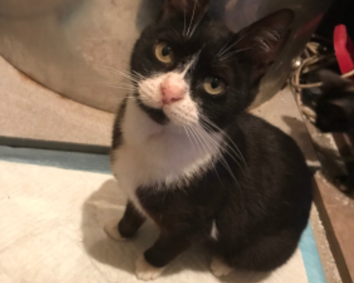 Adotta un gatto, femmina, 7 anni  e 6 mesi , Latina