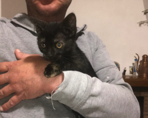 Vuoi adottare un gatto a Latina?
