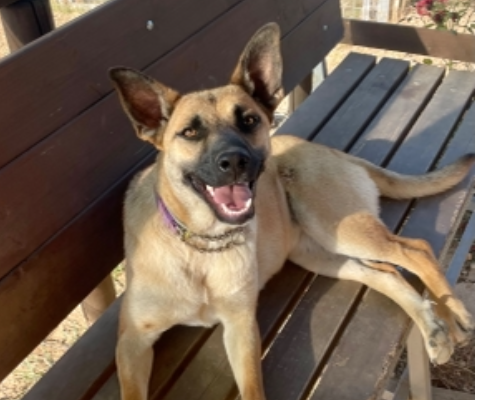 Adotta il cane Amira a Bologna