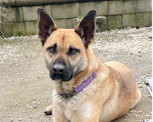 Adotta un cane, taglia media, femmina, Bologna