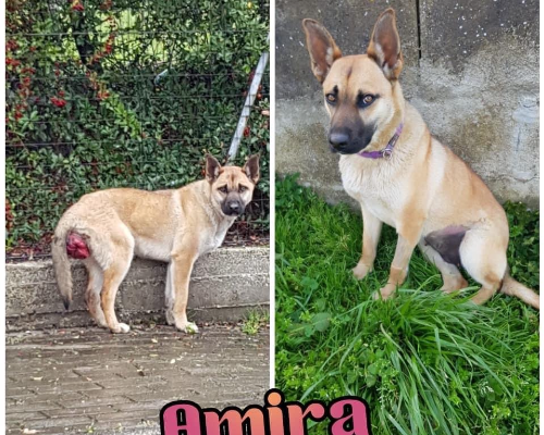 Vuoi adottare un cane a Bologna?