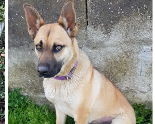 Adotta un cane, femmina, 5 anni , Bologna