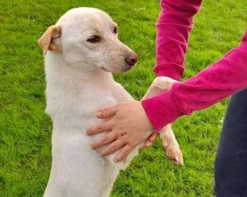 Adotta un cane, taglia media contenuta, maschio, Latina