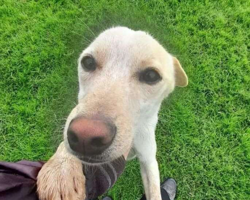 Adotta un cane, maschio, 14 anni  e 3 mesi , Latina