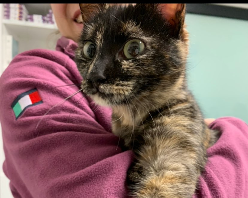 Adozione gatto, femmina, meticcio, 3 anni, taglia non valida, Chieti