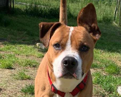 Adotta un cane, taglia grande, maschio, Monza