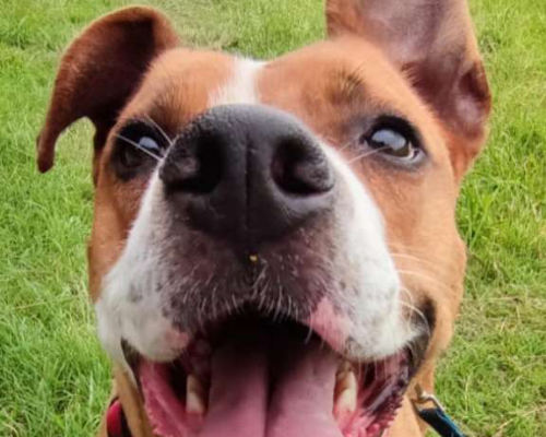 Adotta un cane, maschio, 5 anni  e 3 mesi , Monza