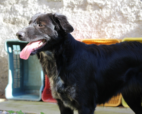 Adotta un cane, taglia media, femmina, Reggio