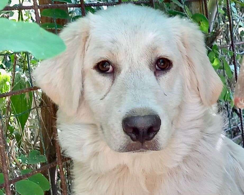 Adotta un cane, taglia grande, maschio, Pavia