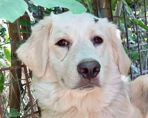 Adozione cane, maschio, meticcio, 2 anni e 11 mesi, taglia grande, Pavia