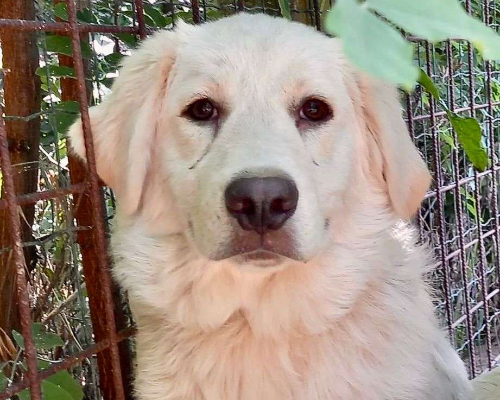 Vuoi adottare un cane a Pavia?