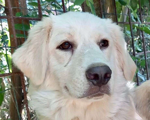 Adotta un cane, maschio, 2 anni e 11 mesi, Pavia