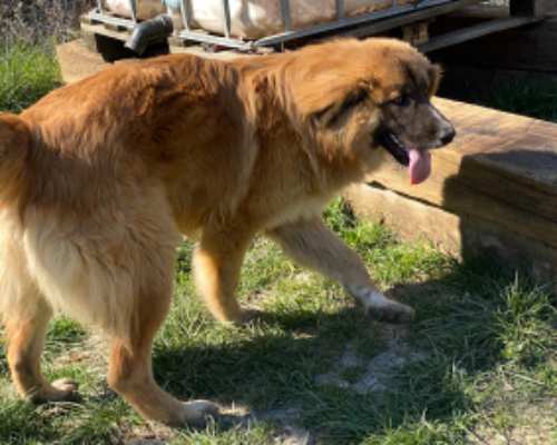 Adotta il cane Thor a Chieti