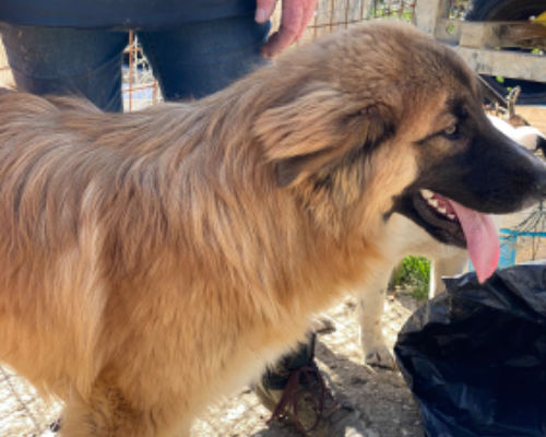 Vuoi adottare un cane a Chieti?