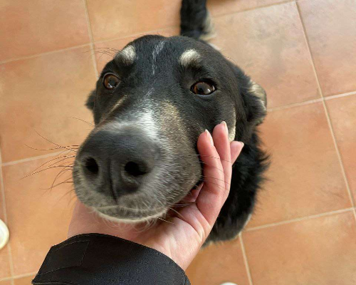 Foto dell'animale
