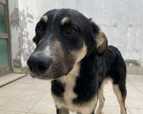 Adotta un cane, maschio, 3 anni  e 9 mesi , Bari