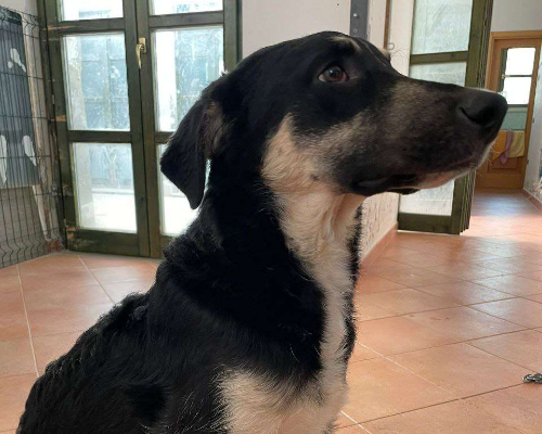 Adotta un cane, taglia grande, maschio, Bari