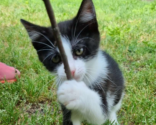 Adotta un gatto, femmina, 2 anni  e 1 mese, Lodi