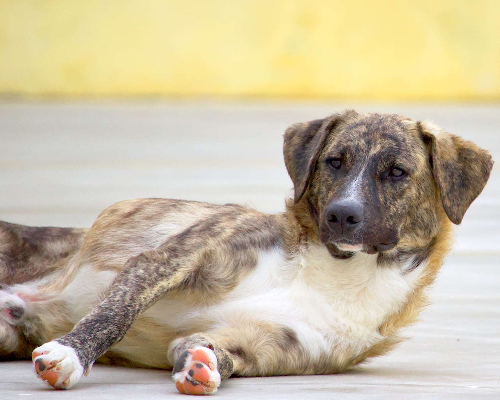 Adotta un cane, taglia media, maschio, Modena