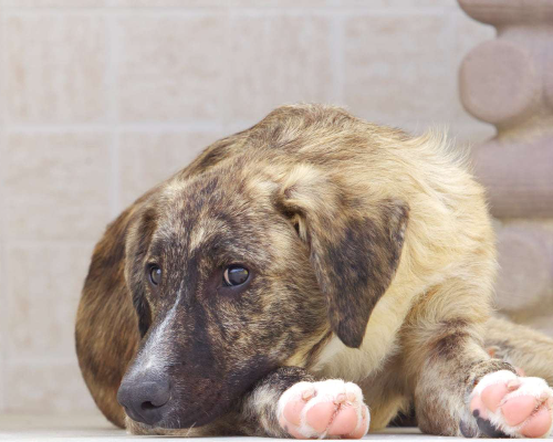 Adotta un cane, maschio, 4 anni  e 1 mese, Modena
