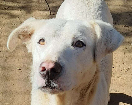 Foto dell'animale